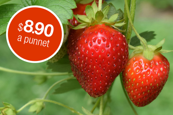 Strawberries special